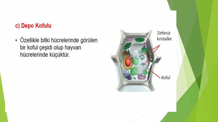 c. Sitoplazma
Sitoplazmanın %65-90'ı sudan oluşur. Hücrenin ihtiyacı
olan tüm organik ve inorganik bileşikler sitoplazma da
yer alır.
ZARSIZ