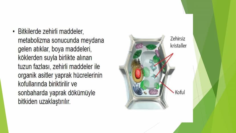 c. Sitoplazma
Sitoplazmanın %65-90'ı sudan oluşur. Hücrenin ihtiyacı
olan tüm organik ve inorganik bileşikler sitoplazma da
yer alır.
ZARSIZ
