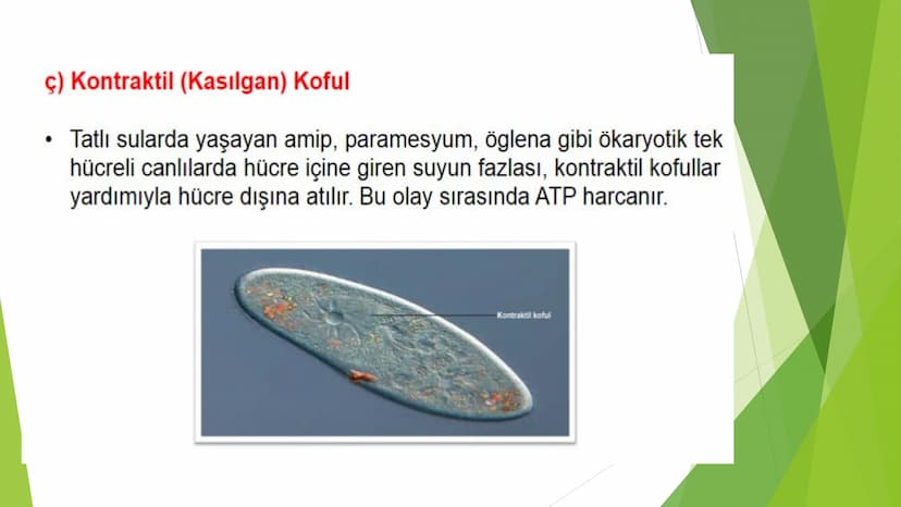 c. Sitoplazma
Sitoplazmanın %65-90'ı sudan oluşur. Hücrenin ihtiyacı
olan tüm organik ve inorganik bileşikler sitoplazma da
yer alır.
ZARSIZ