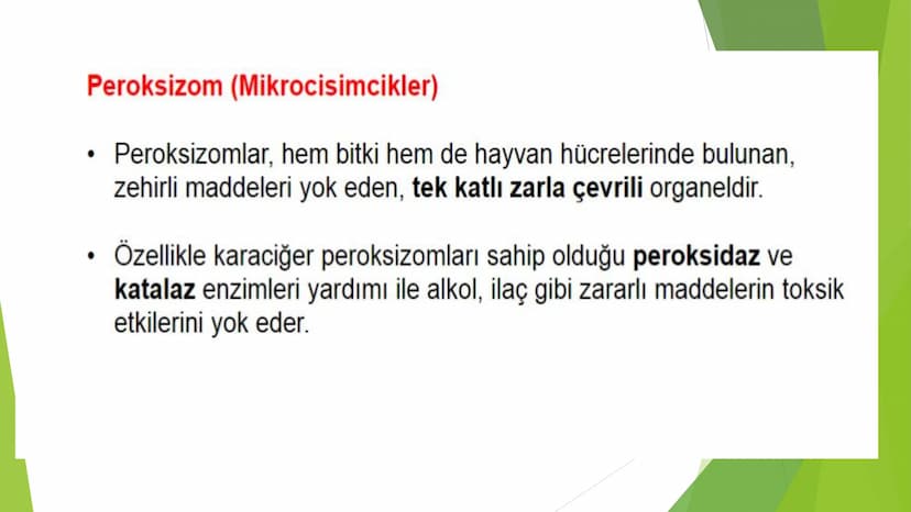 c. Sitoplazma
Sitoplazmanın %65-90'ı sudan oluşur. Hücrenin ihtiyacı
olan tüm organik ve inorganik bileşikler sitoplazma da
yer alır.
ZARSIZ
