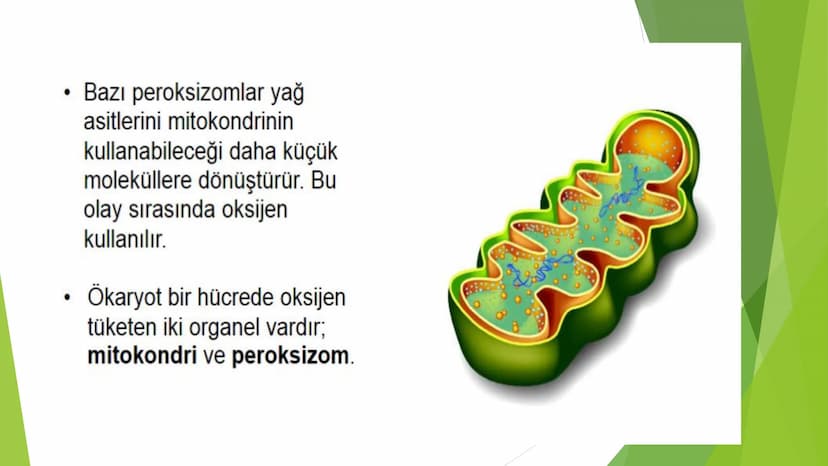 c. Sitoplazma
Sitoplazmanın %65-90'ı sudan oluşur. Hücrenin ihtiyacı
olan tüm organik ve inorganik bileşikler sitoplazma da
yer alır.
ZARSIZ