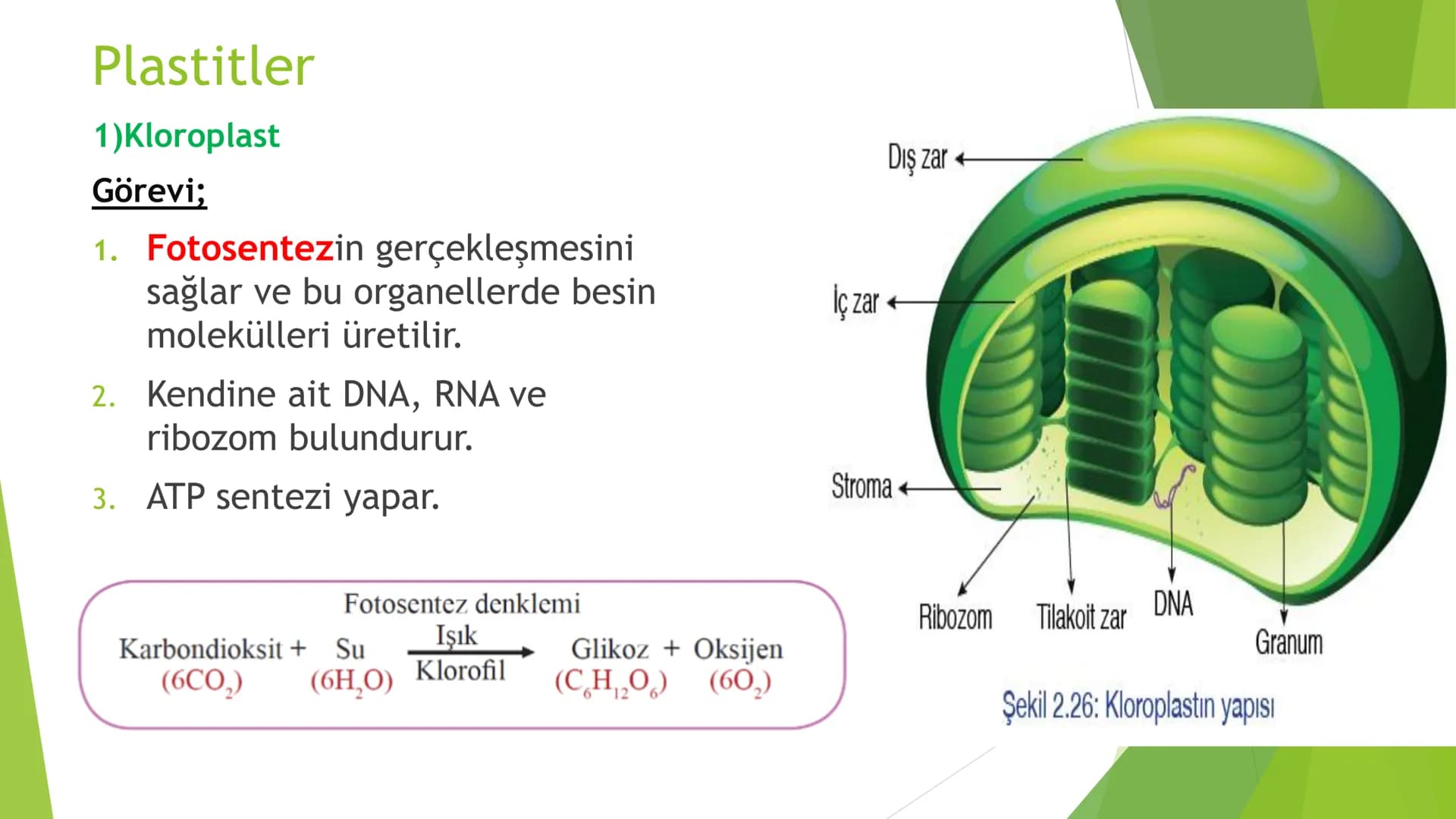c. Sitoplazma
Sitoplazmanın %65-90'ı sudan oluşur. Hücrenin ihtiyacı
olan tüm organik ve inorganik bileşikler sitoplazma da
yer alır.
ZARSIZ