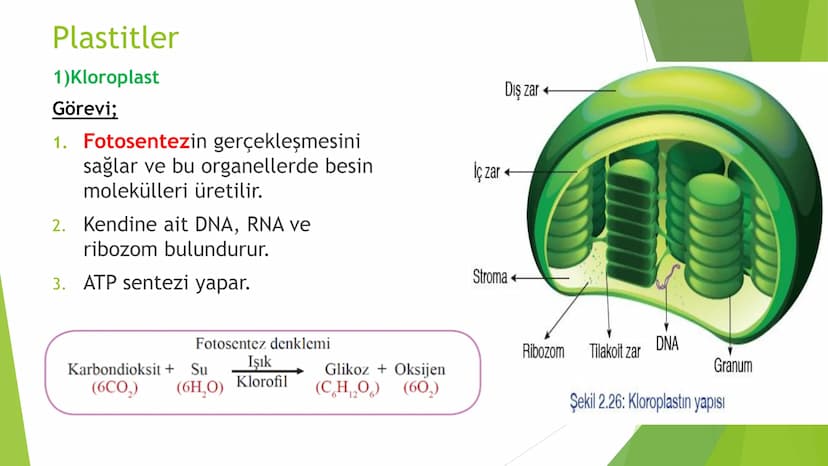 c. Sitoplazma
Sitoplazmanın %65-90'ı sudan oluşur. Hücrenin ihtiyacı
olan tüm organik ve inorganik bileşikler sitoplazma da
yer alır.
ZARSIZ