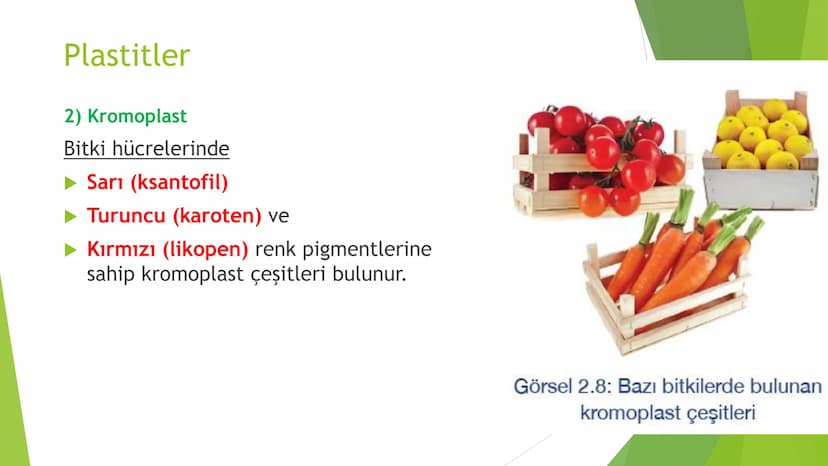 c. Sitoplazma
Sitoplazmanın %65-90'ı sudan oluşur. Hücrenin ihtiyacı
olan tüm organik ve inorganik bileşikler sitoplazma da
yer alır.
ZARSIZ