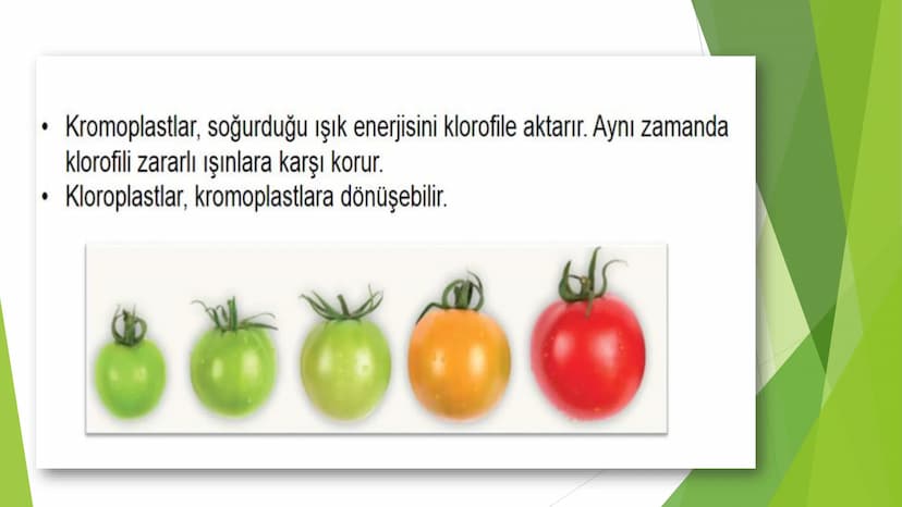 c. Sitoplazma
Sitoplazmanın %65-90'ı sudan oluşur. Hücrenin ihtiyacı
olan tüm organik ve inorganik bileşikler sitoplazma da
yer alır.
ZARSIZ