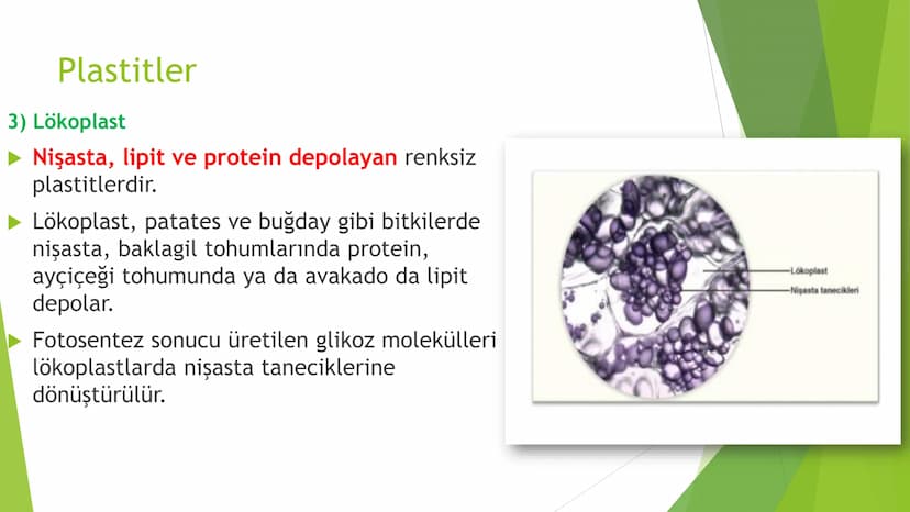 c. Sitoplazma
Sitoplazmanın %65-90'ı sudan oluşur. Hücrenin ihtiyacı
olan tüm organik ve inorganik bileşikler sitoplazma da
yer alır.
ZARSIZ