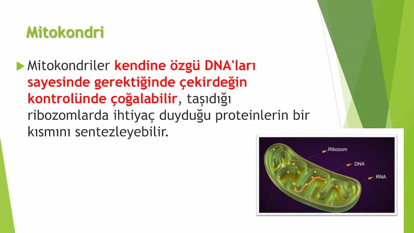 c. Sitoplazma
Sitoplazmanın %65-90'ı sudan oluşur. Hücrenin ihtiyacı
olan tüm organik ve inorganik bileşikler sitoplazma da
yer alır.
ZARSIZ