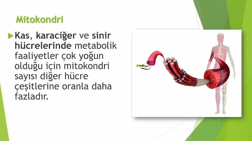 c. Sitoplazma
Sitoplazmanın %65-90'ı sudan oluşur. Hücrenin ihtiyacı
olan tüm organik ve inorganik bileşikler sitoplazma da
yer alır.
ZARSIZ