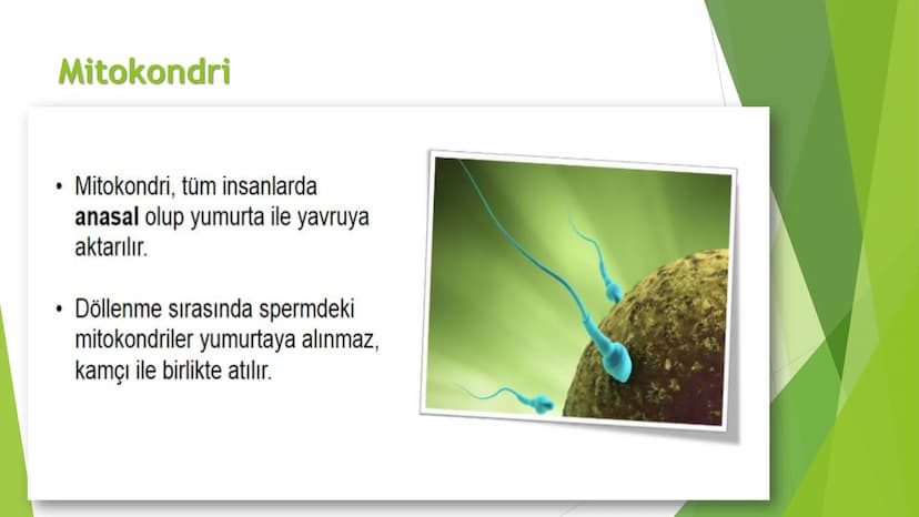 c. Sitoplazma
Sitoplazmanın %65-90'ı sudan oluşur. Hücrenin ihtiyacı
olan tüm organik ve inorganik bileşikler sitoplazma da
yer alır.
ZARSIZ