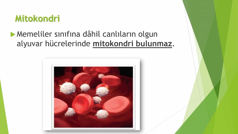 c. Sitoplazma
Sitoplazmanın %65-90'ı sudan oluşur. Hücrenin ihtiyacı
olan tüm organik ve inorganik bileşikler sitoplazma da
yer alır.
ZARSIZ