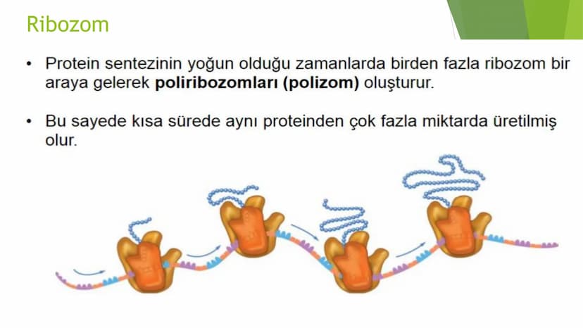 c. Sitoplazma
Sitoplazmanın %65-90'ı sudan oluşur. Hücrenin ihtiyacı
olan tüm organik ve inorganik bileşikler sitoplazma da
yer alır.
ZARSIZ