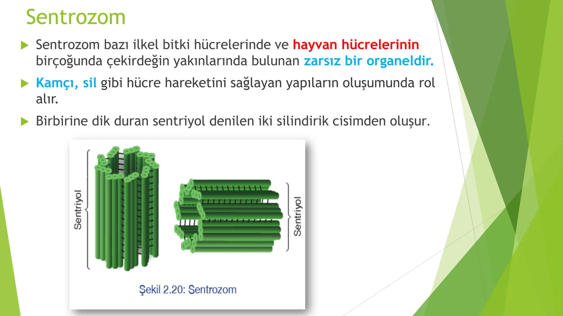 c. Sitoplazma
Sitoplazmanın %65-90'ı sudan oluşur. Hücrenin ihtiyacı
olan tüm organik ve inorganik bileşikler sitoplazma da
yer alır.
ZARSIZ