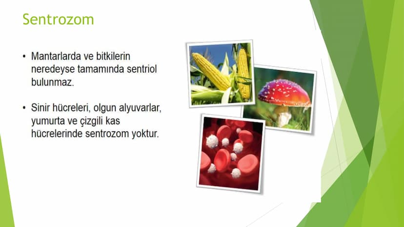 c. Sitoplazma
Sitoplazmanın %65-90'ı sudan oluşur. Hücrenin ihtiyacı
olan tüm organik ve inorganik bileşikler sitoplazma da
yer alır.
ZARSIZ