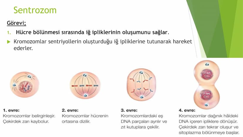 c. Sitoplazma
Sitoplazmanın %65-90'ı sudan oluşur. Hücrenin ihtiyacı
olan tüm organik ve inorganik bileşikler sitoplazma da
yer alır.
ZARSIZ