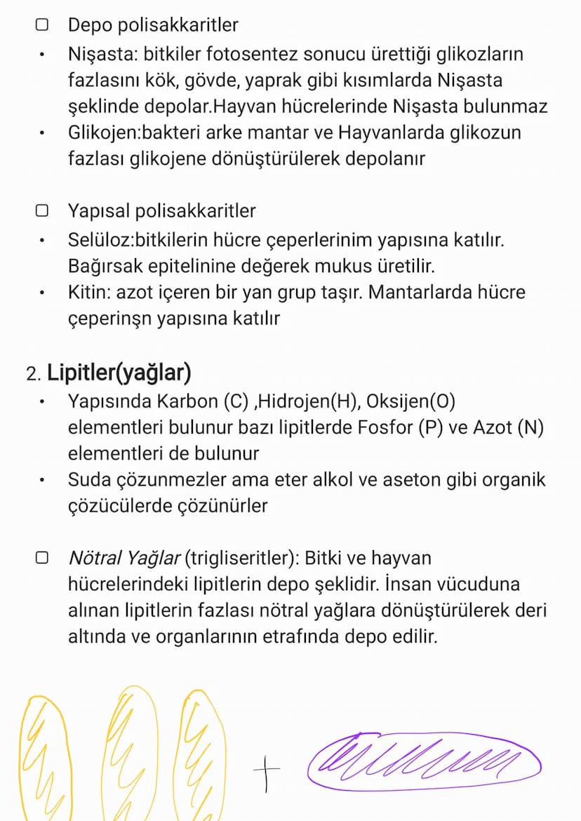 BİYOLOJİ
CANLILARIN ORTAK ÖZELLİKLERİ
1. HÜCRESEL YAPI: Tüm cnlılar hücre veya hücrelerden
oluşur. bazıları tek hücrelidir öreneğin:
bakteri