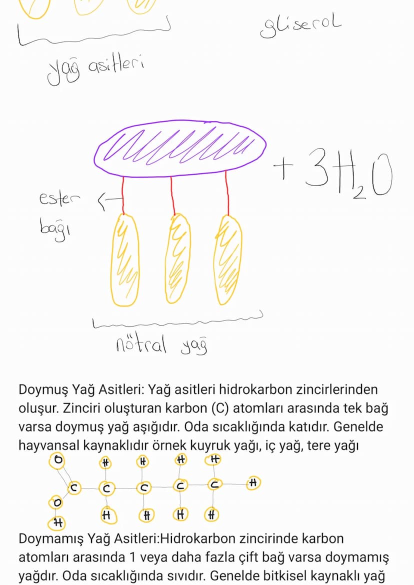 BİYOLOJİ
CANLILARIN ORTAK ÖZELLİKLERİ
1. HÜCRESEL YAPI: Tüm cnlılar hücre veya hücrelerden
oluşur. bazıları tek hücrelidir öreneğin:
bakteri