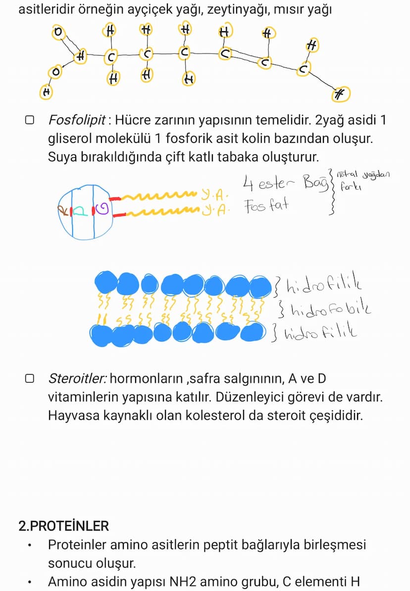 BİYOLOJİ
CANLILARIN ORTAK ÖZELLİKLERİ
1. HÜCRESEL YAPI: Tüm cnlılar hücre veya hücrelerden
oluşur. bazıları tek hücrelidir öreneğin:
bakteri