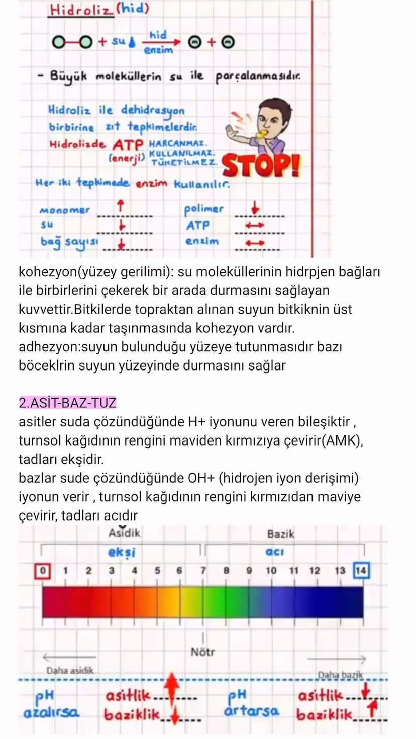 BİYOLOJİ
CANLILARIN ORTAK ÖZELLİKLERİ
1. HÜCRESEL YAPI: Tüm cnlılar hücre veya hücrelerden
oluşur. bazıları tek hücrelidir öreneğin:
bakteri
