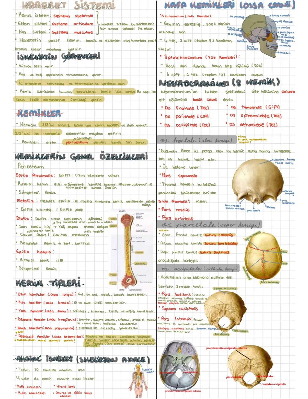 Haydi Kemikleri Keşfedelim: İskelet Sistemi ve Kafa Kemikleri Anatomi PDF