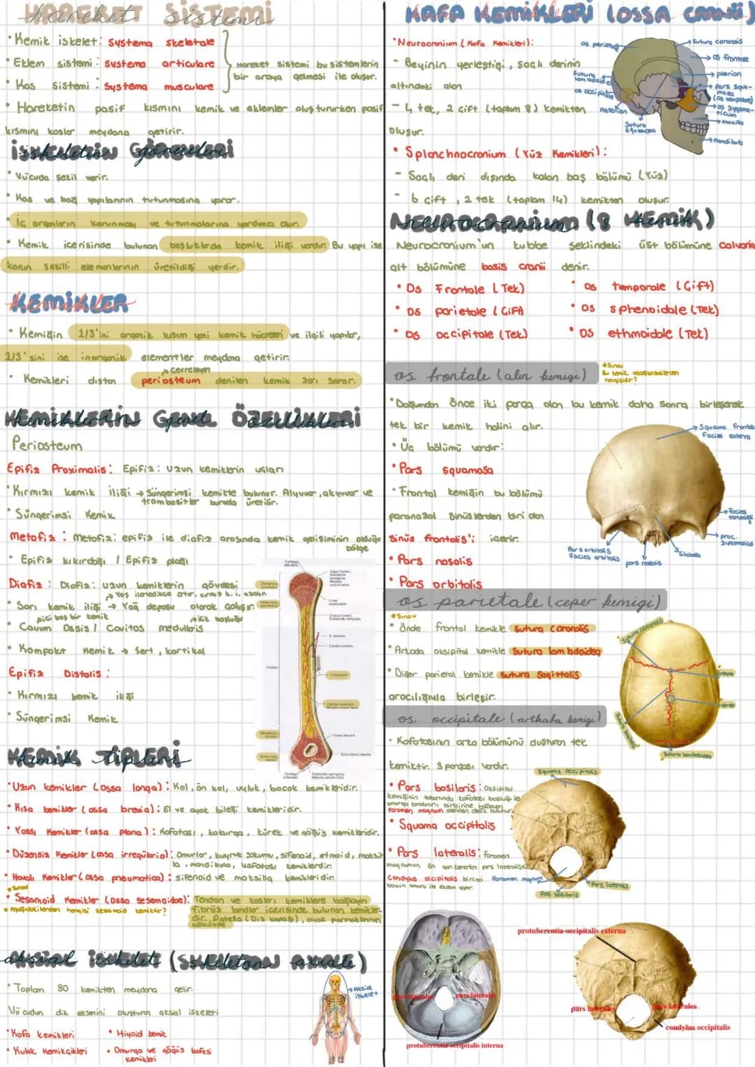 Sistemi
Kemik iskelet Systema skeletale
Eklem sistemi: Systema articulare Hareket Sistemi bu sistemlerin
bir araya qelmesi ile oluşur.
Kas
S