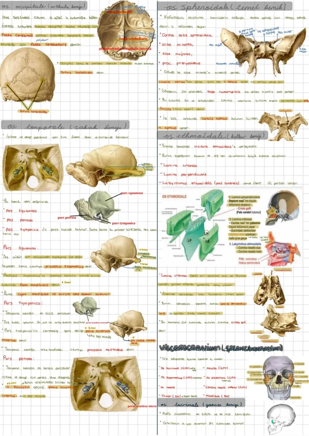 Sistemi
Kemik iskelet Systema skeletale
Eklem sistemi: Systema articulare Hareket Sistemi bu sistemlerin
bir araya qelmesi ile oluşur.
Kas
S