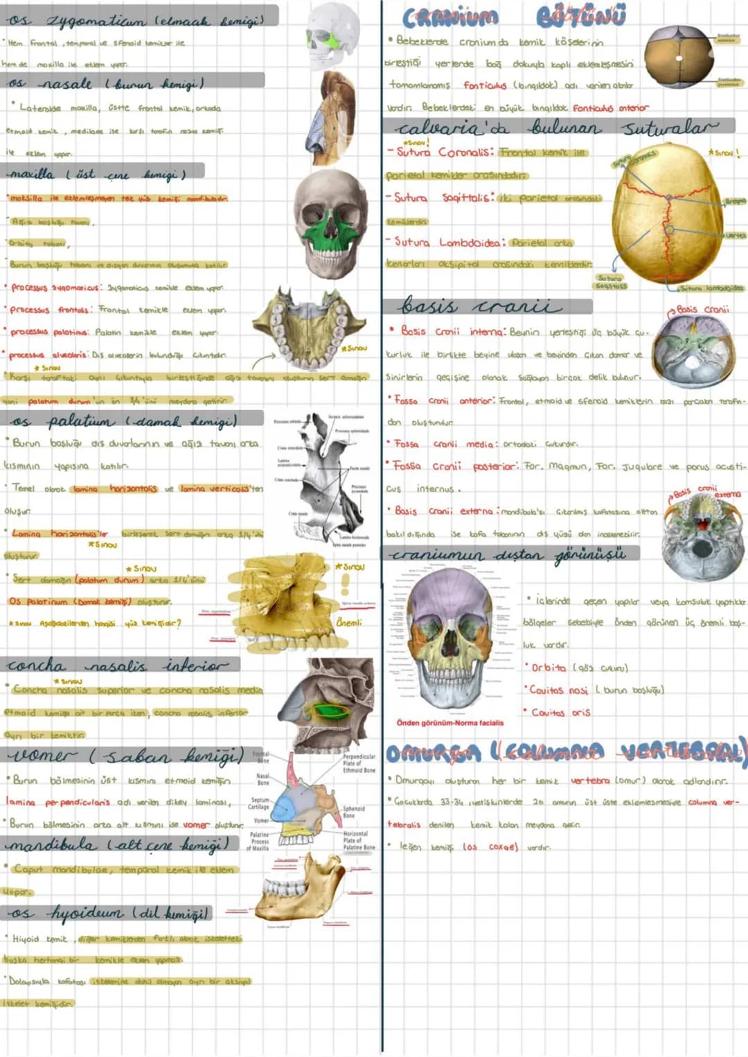 Sistemi
Kemik iskelet Systema skeletale
Eklem sistemi: Systema articulare Hareket Sistemi bu sistemlerin
bir araya qelmesi ile oluşur.
Kas
S