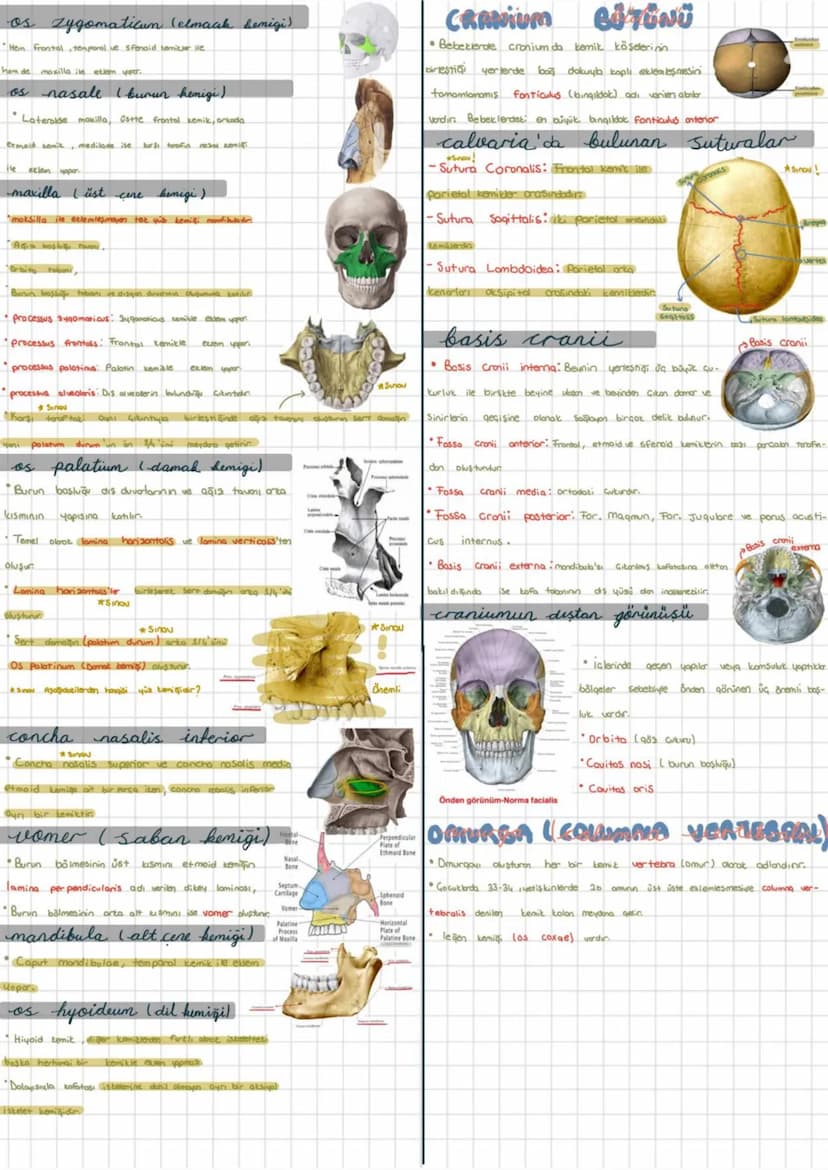Sistemi
Kemik iskelet Systema skeletale
Eklem sistemi: Systema articulare Hareket Sistemi bu sistemlerin
bir araya qelmesi ile oluşur.
Kas
S