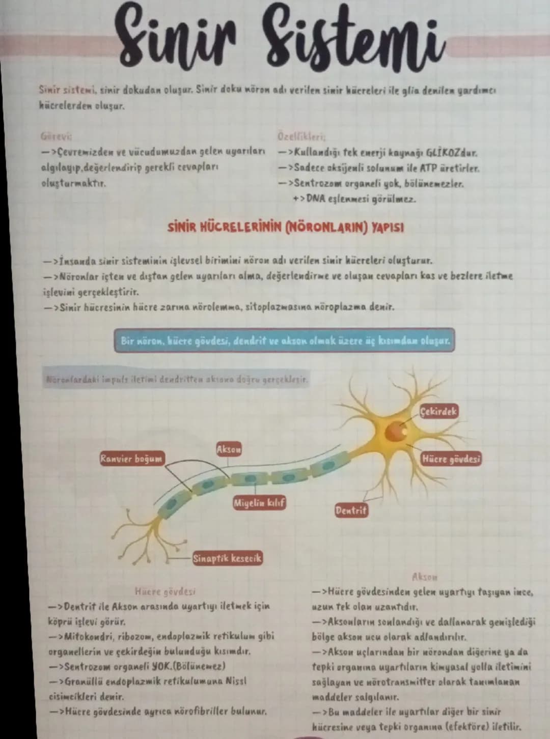 Sinir Sistemi
Sinir sistemi, sinir dokudan oluşur. Sinir doku nöron adı verilen sinir hücreleri ile glia denilen yardımcı
hücrelerden oluşur