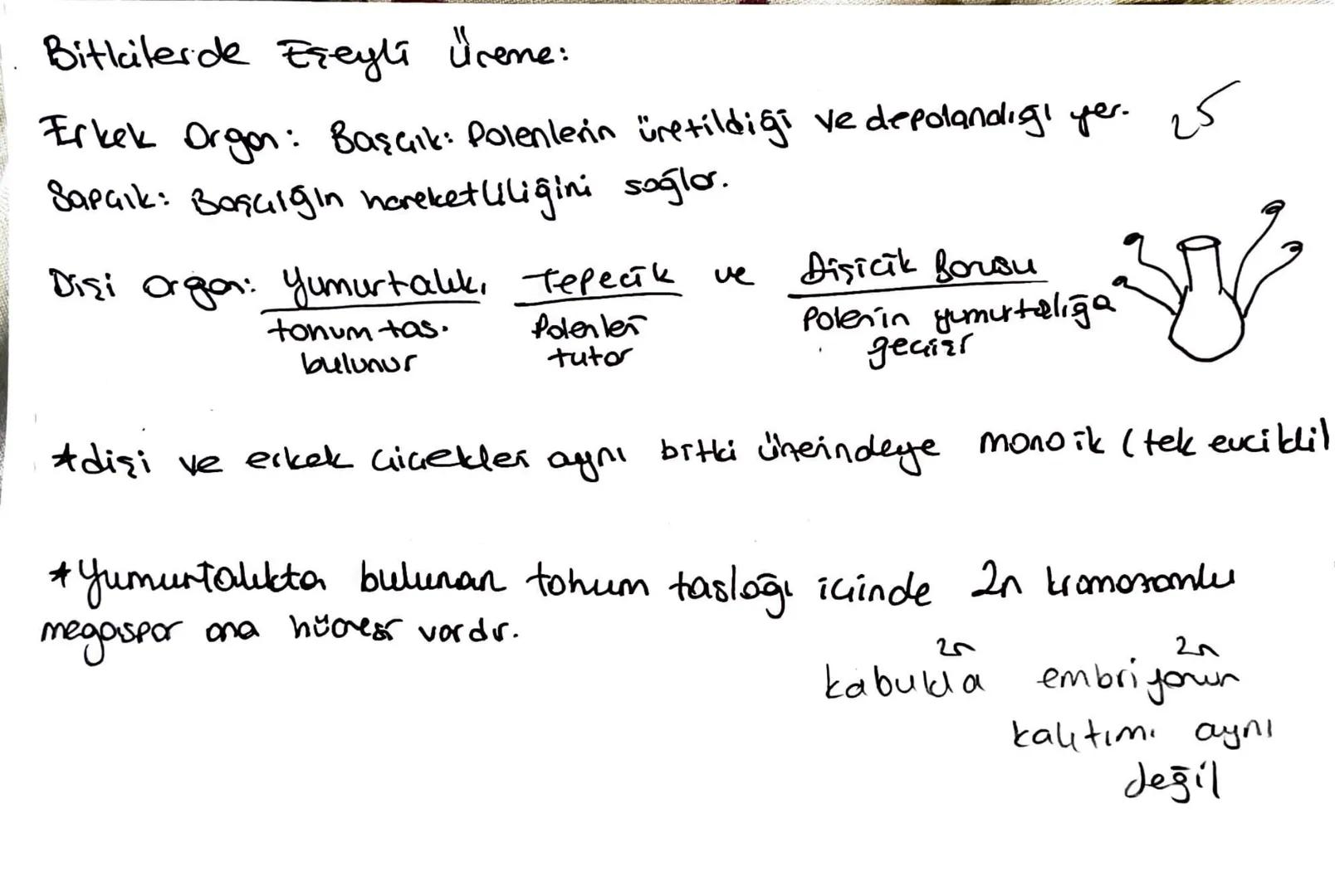 Bitkilerde Eşeyli üreme:
Erkek Organ: Başçık: Polenlerin üretildiği ve depolandığı yer. 25
Sapark: Başulgin hareketliliğini sağlar.
Dişi org