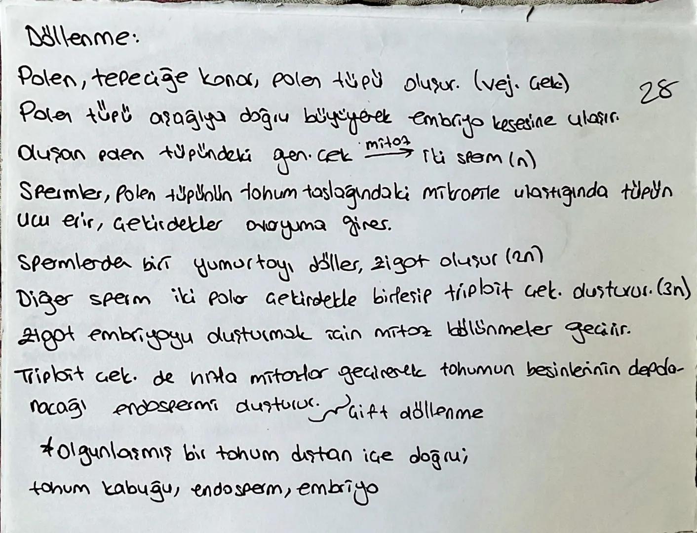 Bitkilerde Eşeyli üreme:
Erkek Organ: Başçık: Polenlerin üretildiği ve depolandığı yer. 25
Sapark: Başulgin hareketliliğini sağlar.
Dişi org