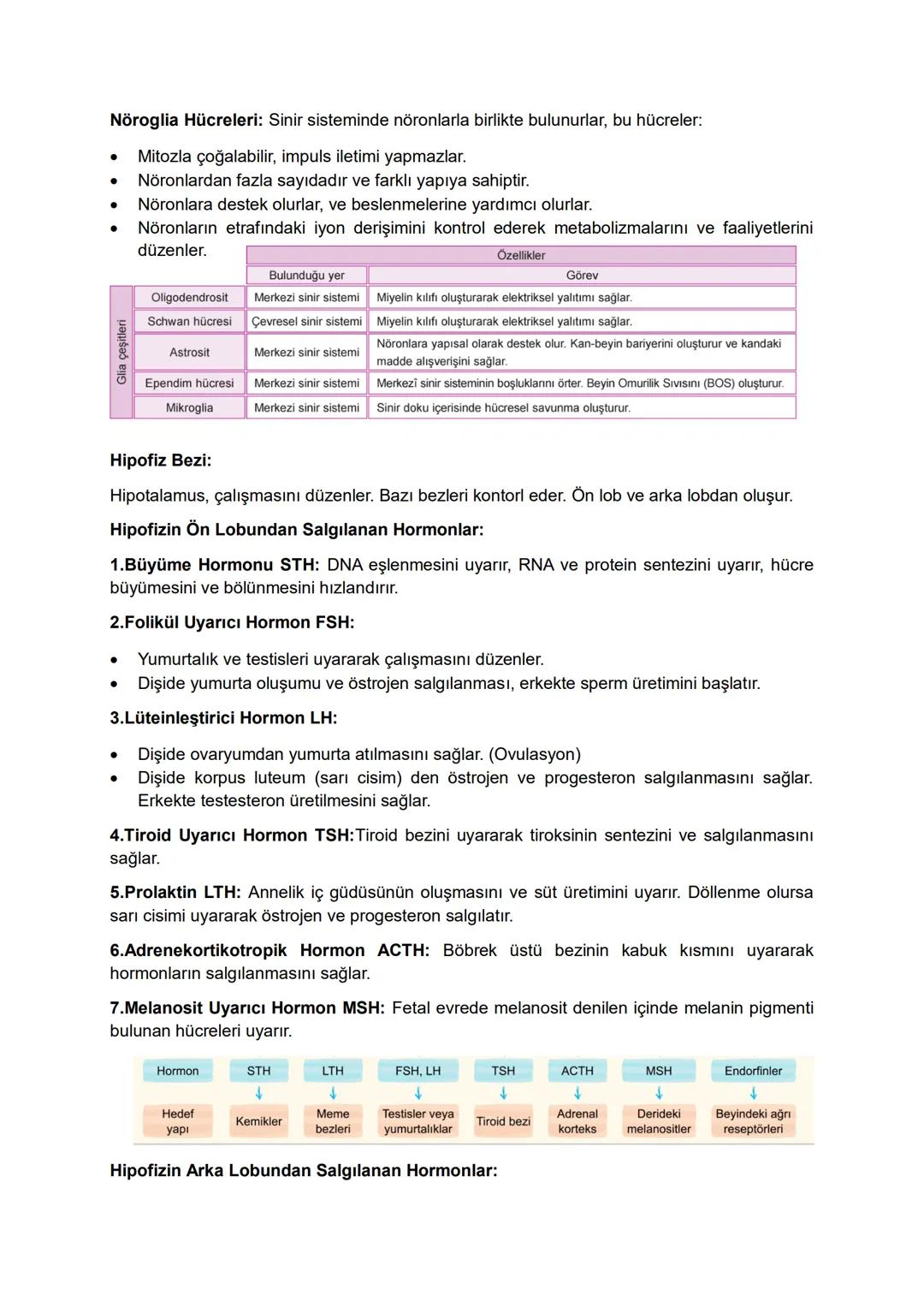 Nöroglia Hücreleri: Sinir sisteminde nöronlarla birlikte bulunurlar, bu hücreler:
•
Mitozla çoğalabilir, impuls iletimi yapmazlar.
Nöronlard