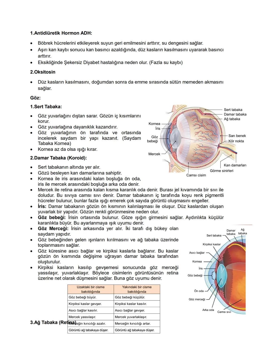 Nöroglia Hücreleri: Sinir sisteminde nöronlarla birlikte bulunurlar, bu hücreler:
•
Mitozla çoğalabilir, impuls iletimi yapmazlar.
Nöronlard