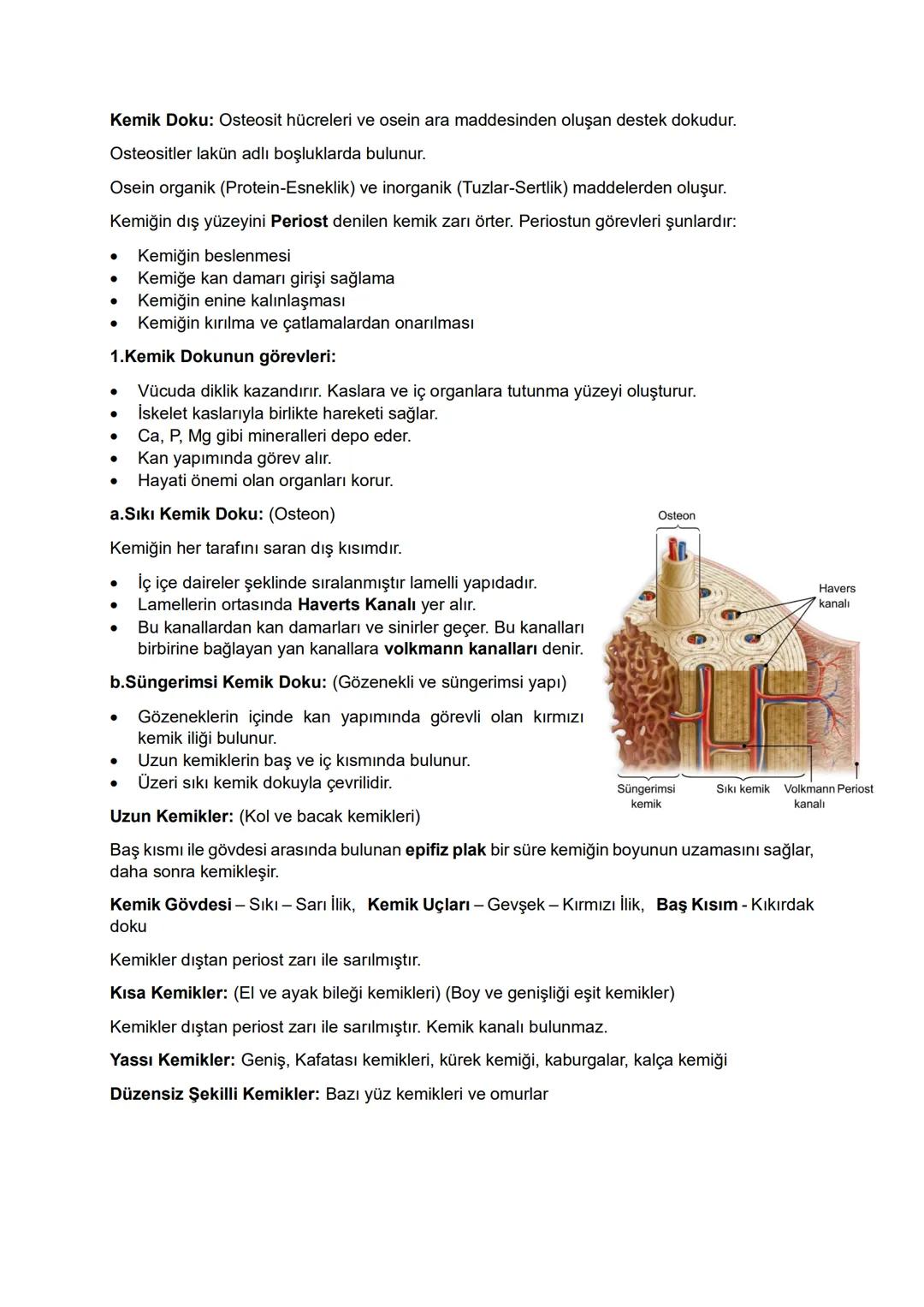 Nöroglia Hücreleri: Sinir sisteminde nöronlarla birlikte bulunurlar, bu hücreler:
•
Mitozla çoğalabilir, impuls iletimi yapmazlar.
Nöronlard