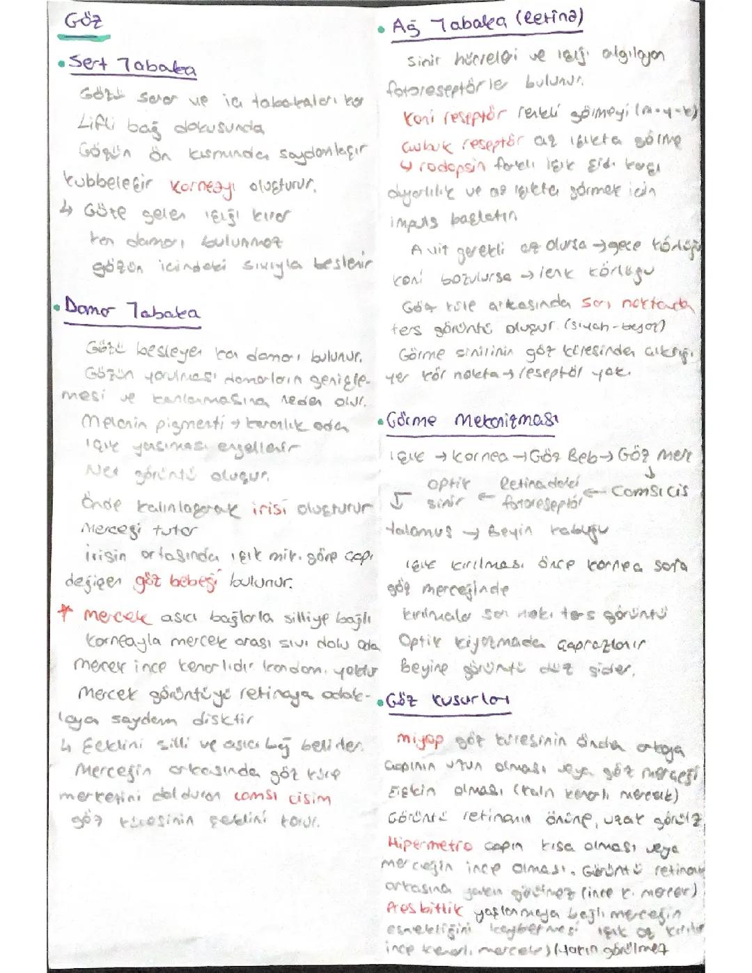 11.Sınıf Biyoloji Göz ve Kulak