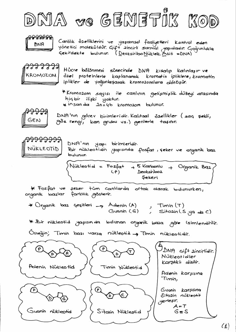 DNA v. GENETİK KOD
DNA
ve
Canlılık özelliklerini ve yaşamsal faaliyetleri kontrol eden
yönetici moleküldür. Gift zincirli sarmal yapıdadır. 