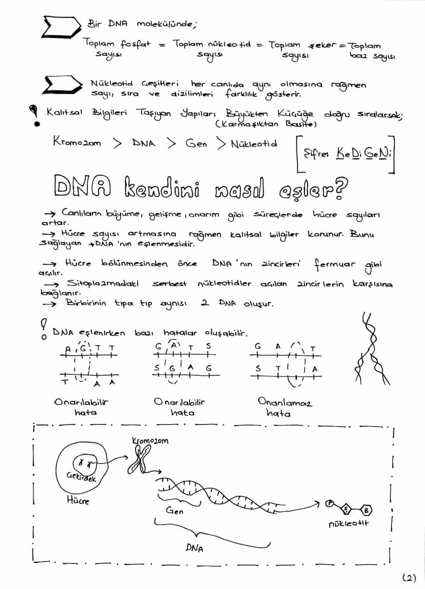 DNA v. GENETİK KOD
DNA
ve
Canlılık özelliklerini ve yaşamsal faaliyetleri kontrol eden
yönetici moleküldür. Gift zincirli sarmal yapıdadır. 