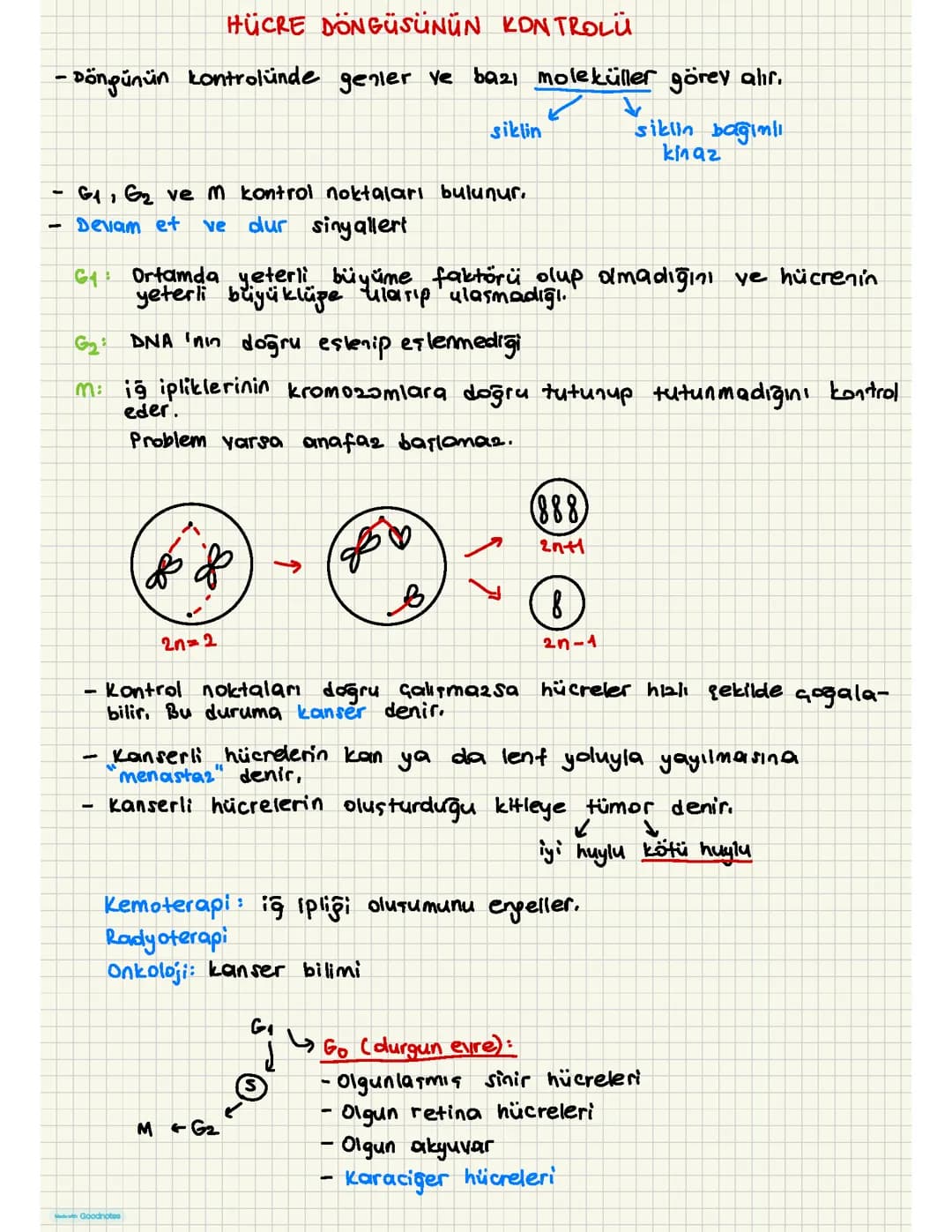 Hücre Döngüsü ve Kanserin İlişkisi: 10. Sınıf İçin Basit Anlatım