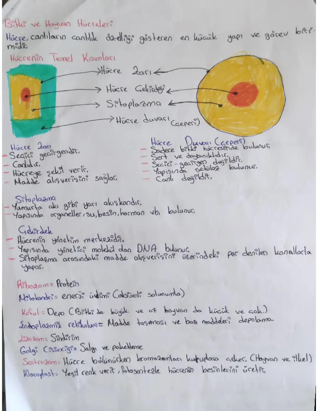 Bitki ve Hayvan hücresi not