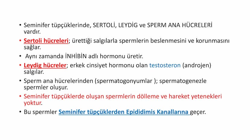 ÜREME SİSTEMİ VE
EMBRİYONİK GELİŞİM ÜREME SİSTEMİNİN YAPI, GÖREV VE İŞLEYİŞİ
•
•
•
Canlıların ortak özelliklerinden birisi de üremedir.
Çok 