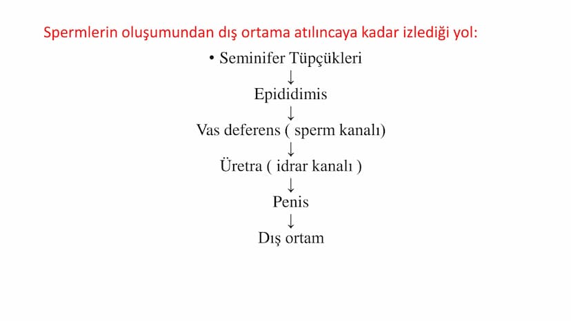 ÜREME SİSTEMİ VE
EMBRİYONİK GELİŞİM ÜREME SİSTEMİNİN YAPI, GÖREV VE İŞLEYİŞİ
•
•
•
Canlıların ortak özelliklerinden birisi de üremedir.
Çok 
