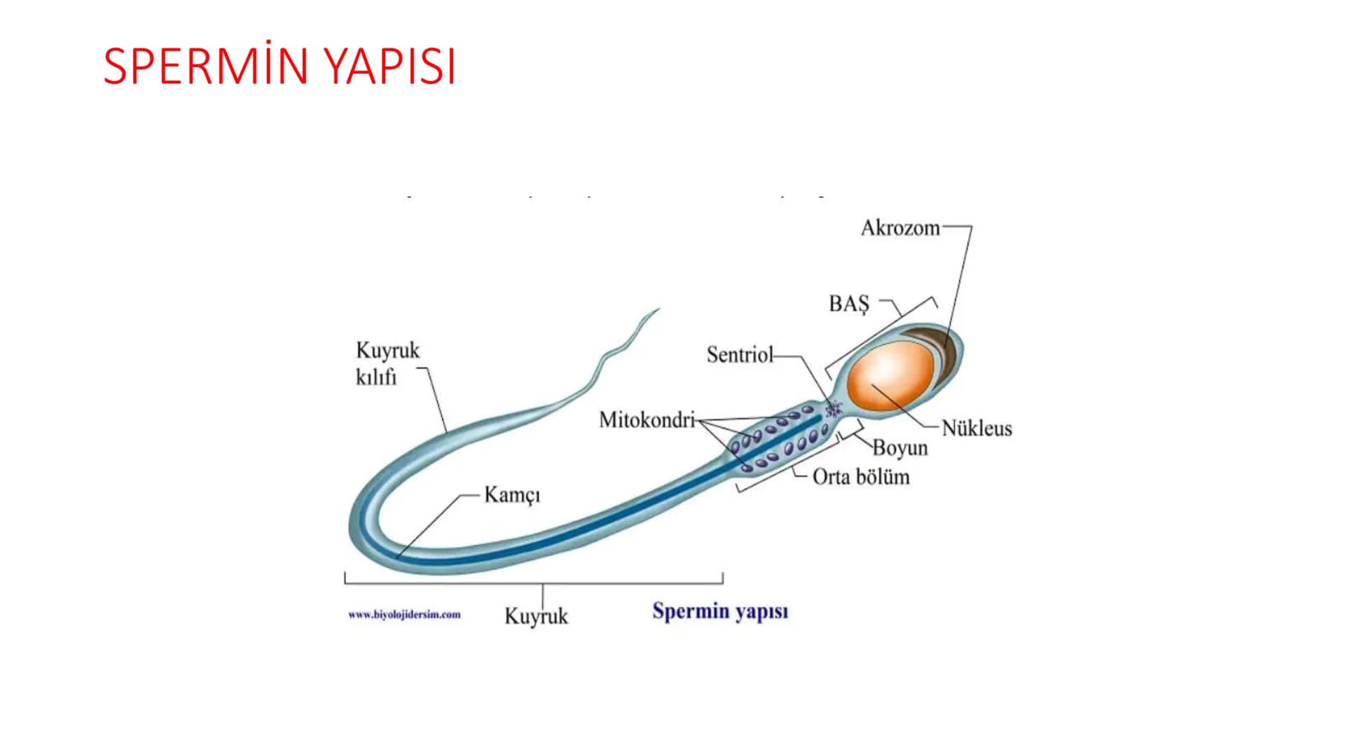 ÜREME SİSTEMİ VE
EMBRİYONİK GELİŞİM ÜREME SİSTEMİNİN YAPI, GÖREV VE İŞLEYİŞİ
•
•
•
Canlıların ortak özelliklerinden birisi de üremedir.
Çok 