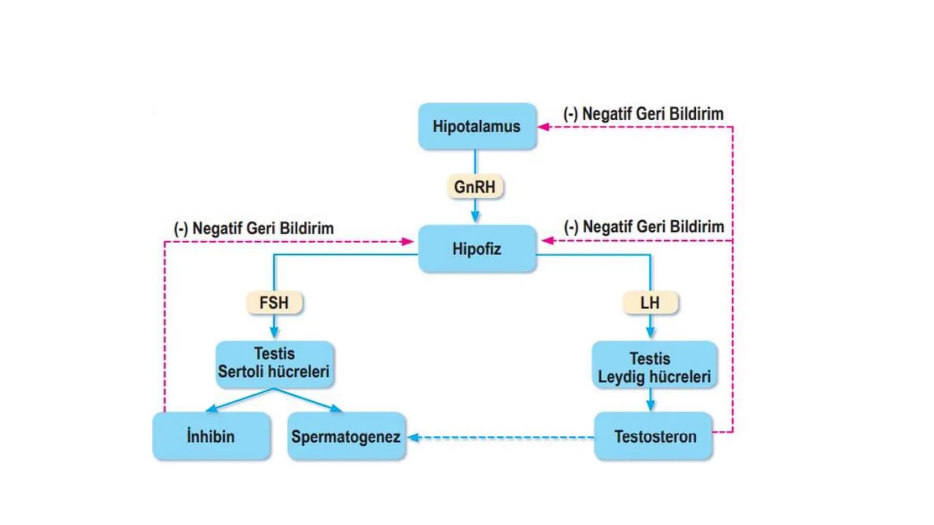 ÜREME SİSTEMİ VE
EMBRİYONİK GELİŞİM ÜREME SİSTEMİNİN YAPI, GÖREV VE İŞLEYİŞİ
•
•
•
Canlıların ortak özelliklerinden birisi de üremedir.
Çok 