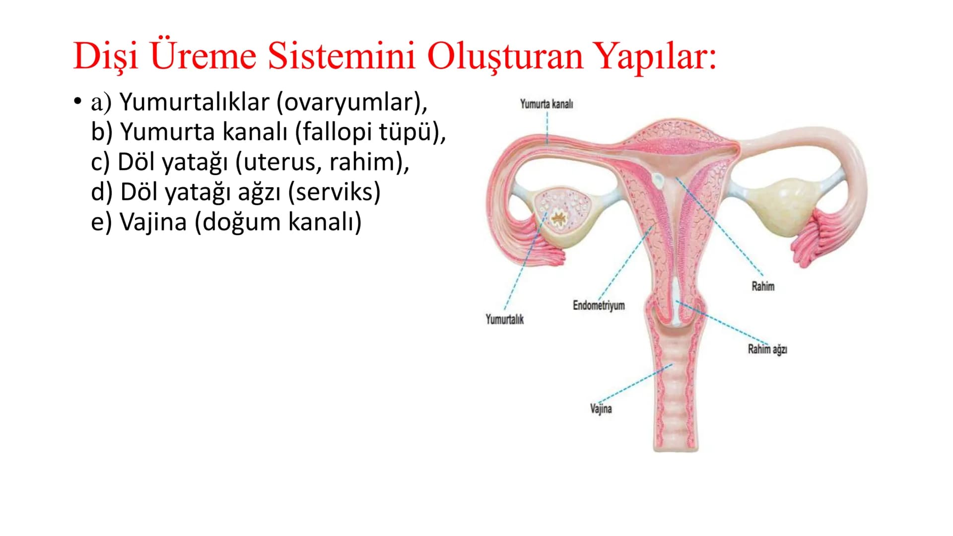 ÜREME SİSTEMİ VE
EMBRİYONİK GELİŞİM ÜREME SİSTEMİNİN YAPI, GÖREV VE İŞLEYİŞİ
•
•
•
Canlıların ortak özelliklerinden birisi de üremedir.
Çok 