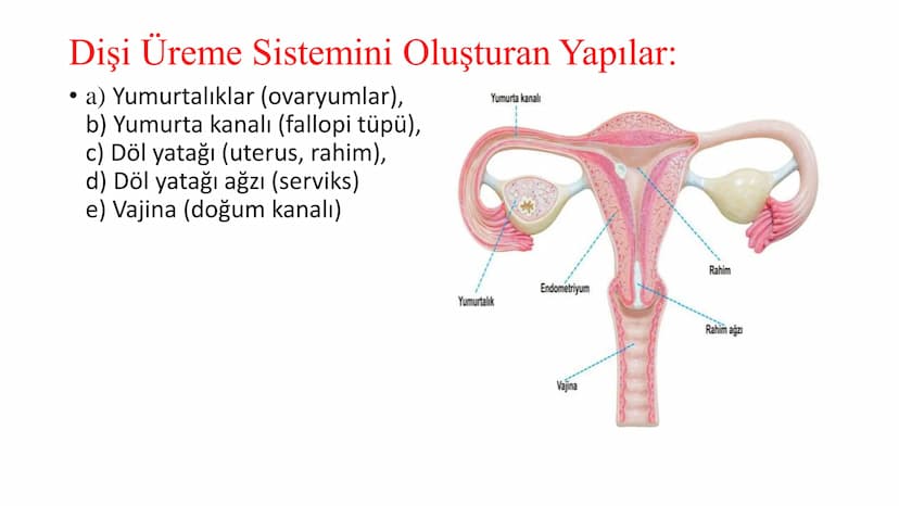 ÜREME SİSTEMİ VE
EMBRİYONİK GELİŞİM ÜREME SİSTEMİNİN YAPI, GÖREV VE İŞLEYİŞİ
•
•
•
Canlıların ortak özelliklerinden birisi de üremedir.
Çok 