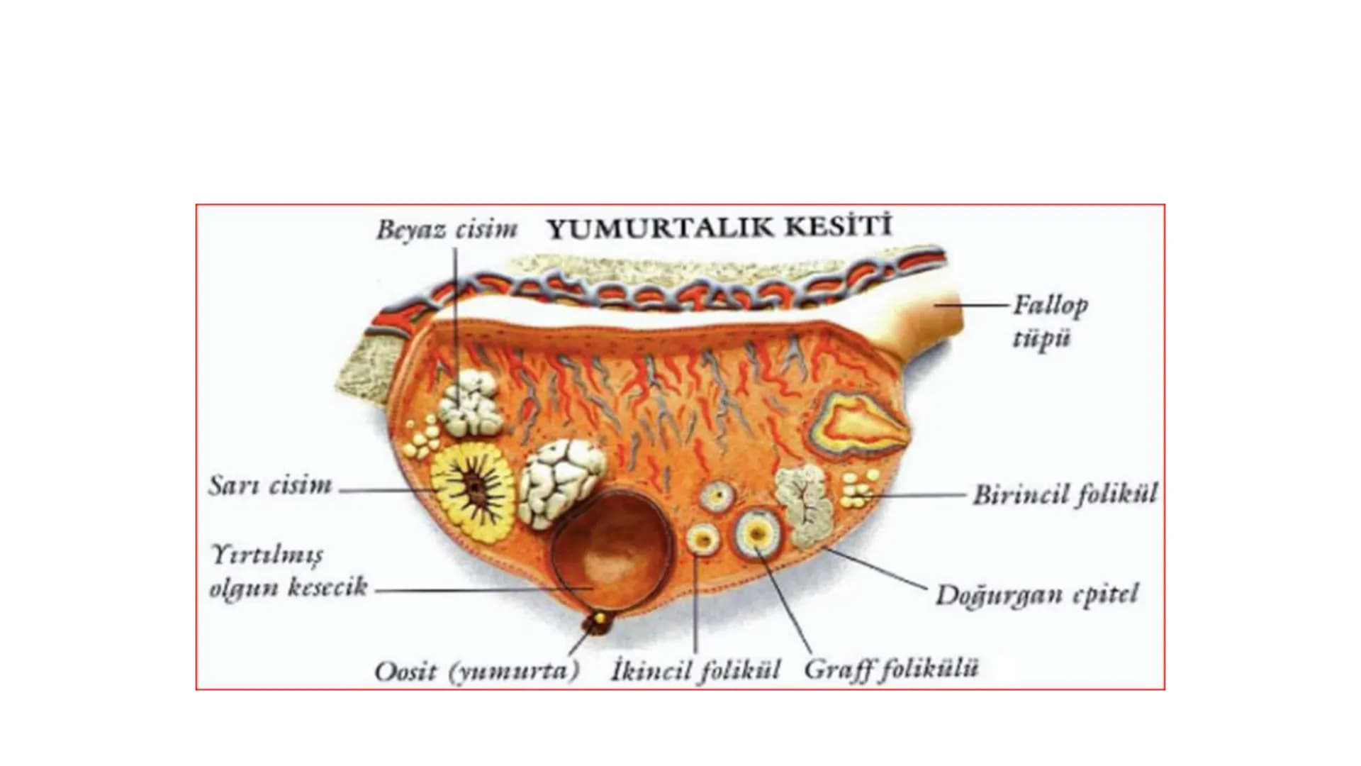 ÜREME SİSTEMİ VE
EMBRİYONİK GELİŞİM ÜREME SİSTEMİNİN YAPI, GÖREV VE İŞLEYİŞİ
•
•
•
Canlıların ortak özelliklerinden birisi de üremedir.
Çok 