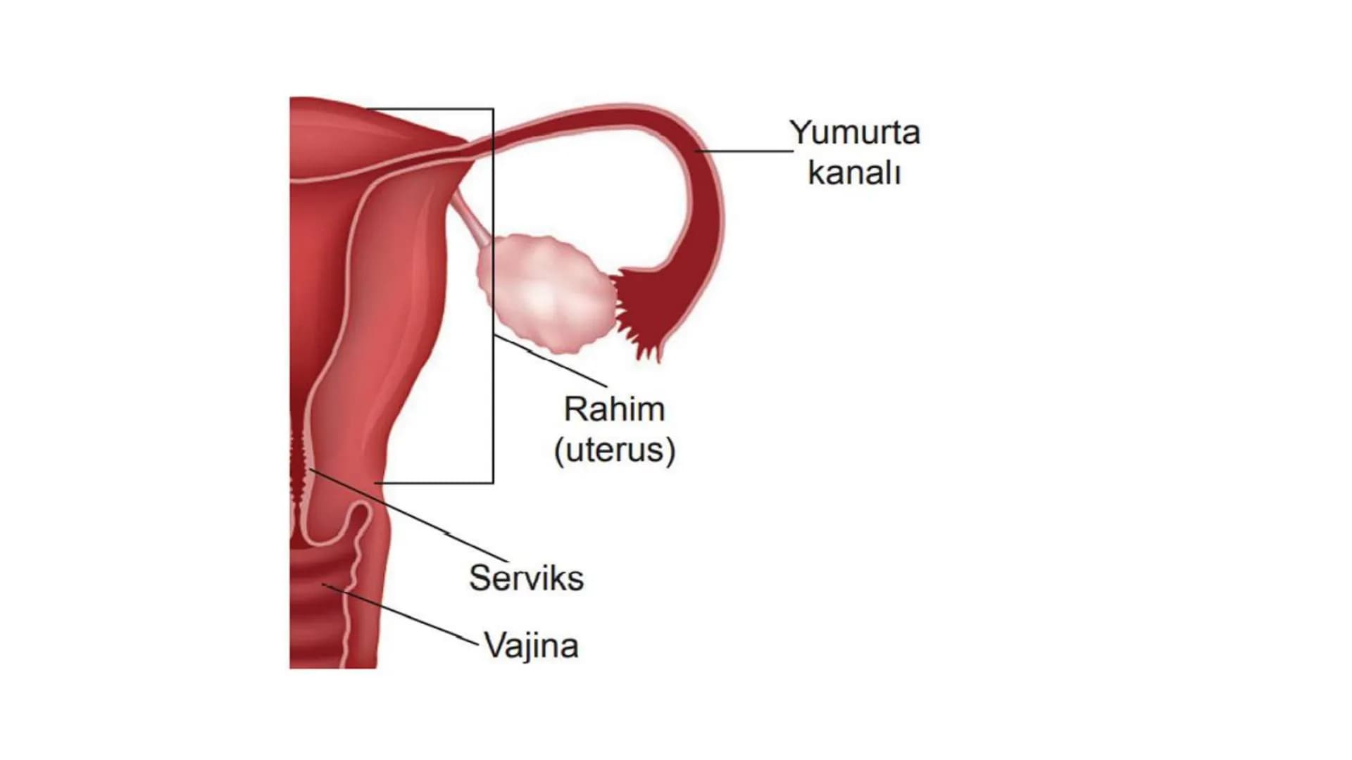 ÜREME SİSTEMİ VE
EMBRİYONİK GELİŞİM ÜREME SİSTEMİNİN YAPI, GÖREV VE İŞLEYİŞİ
•
•
•
Canlıların ortak özelliklerinden birisi de üremedir.
Çok 