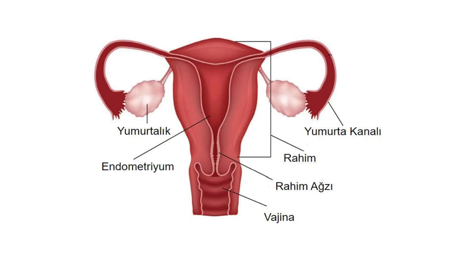 ÜREME SİSTEMİ VE
EMBRİYONİK GELİŞİM ÜREME SİSTEMİNİN YAPI, GÖREV VE İŞLEYİŞİ
•
•
•
Canlıların ortak özelliklerinden birisi de üremedir.
Çok 