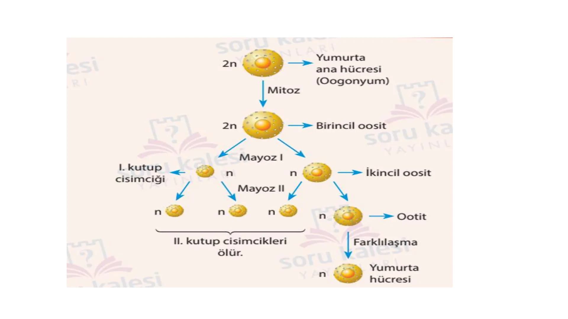 ÜREME SİSTEMİ VE
EMBRİYONİK GELİŞİM ÜREME SİSTEMİNİN YAPI, GÖREV VE İŞLEYİŞİ
•
•
•
Canlıların ortak özelliklerinden birisi de üremedir.
Çok 