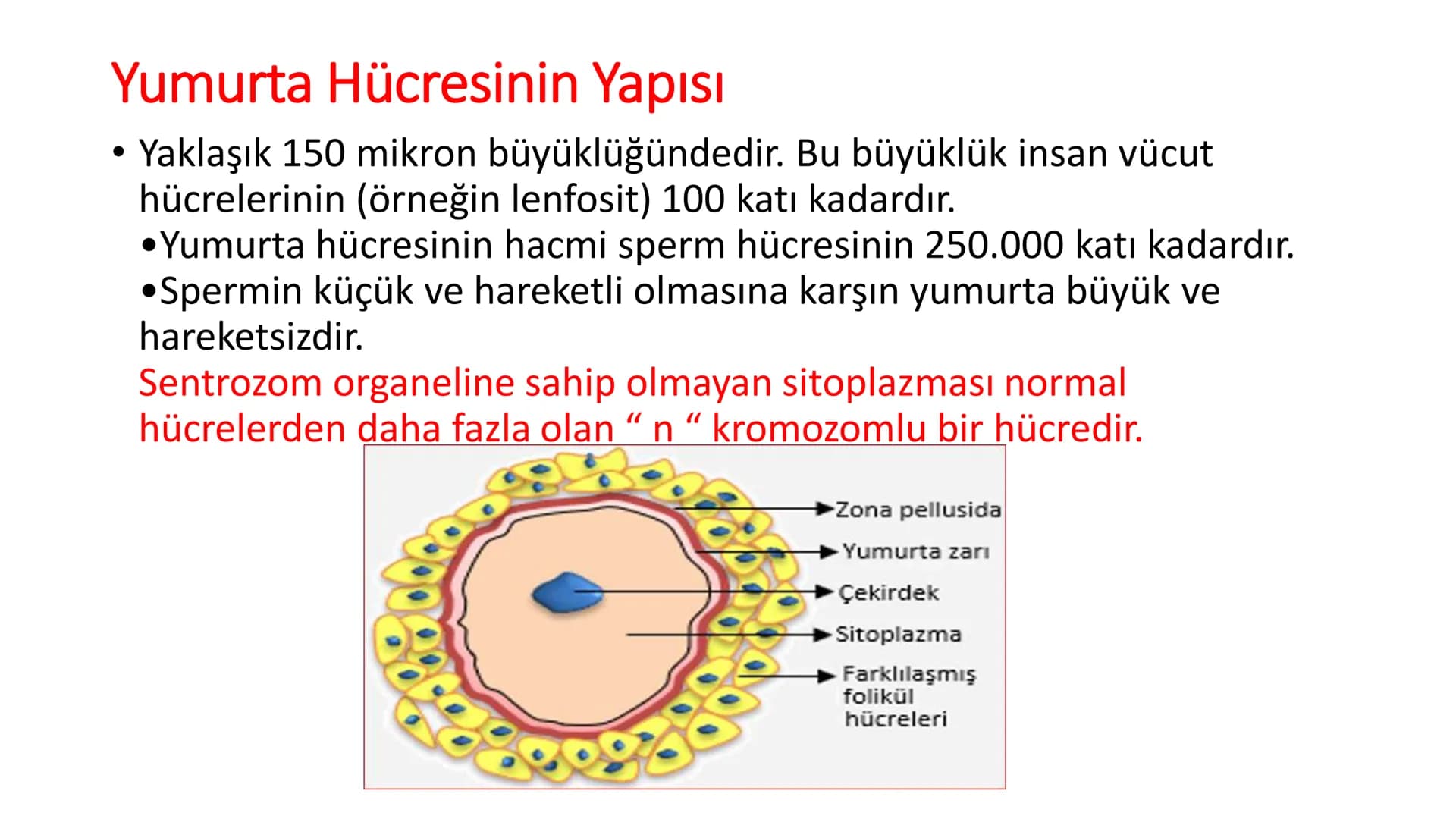 ÜREME SİSTEMİ VE
EMBRİYONİK GELİŞİM ÜREME SİSTEMİNİN YAPI, GÖREV VE İŞLEYİŞİ
•
•
•
Canlıların ortak özelliklerinden birisi de üremedir.
Çok 