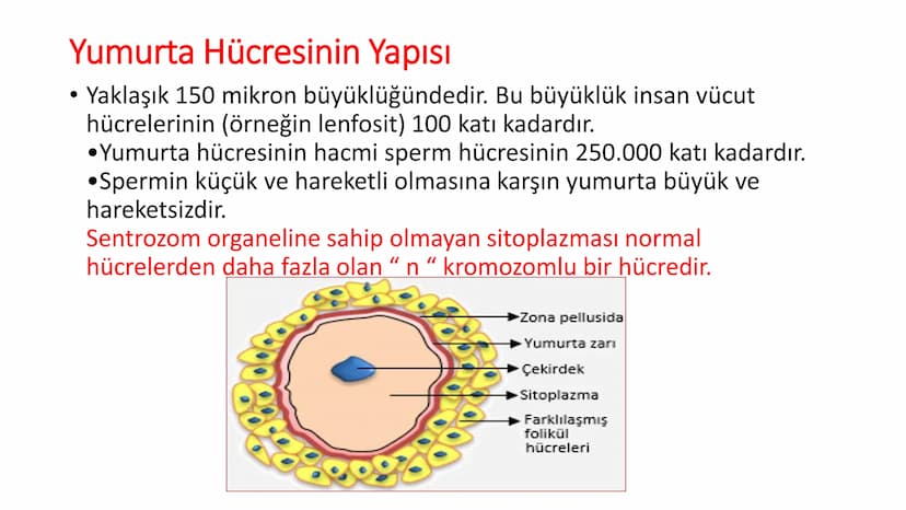 ÜREME SİSTEMİ VE
EMBRİYONİK GELİŞİM ÜREME SİSTEMİNİN YAPI, GÖREV VE İŞLEYİŞİ
•
•
•
Canlıların ortak özelliklerinden birisi de üremedir.
Çok 